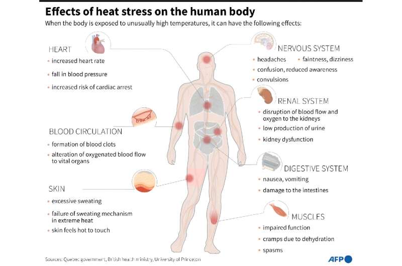 Effects of heat stress on the body