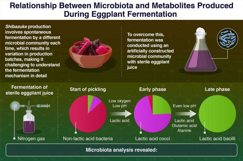 Effects of the initial microbiota on microbial succession during eggplant fermentation