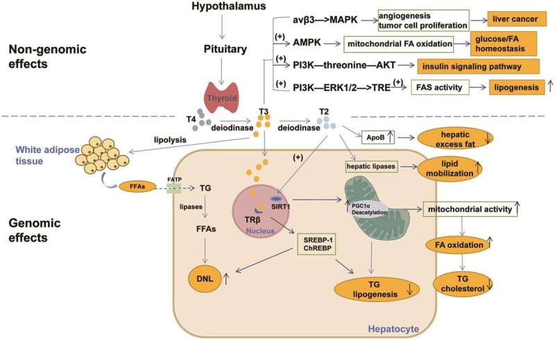 Effects of the pituitary-targeted gland axes on hepatic lipid homeostasis in endocrine-associated fatty liver disease-A