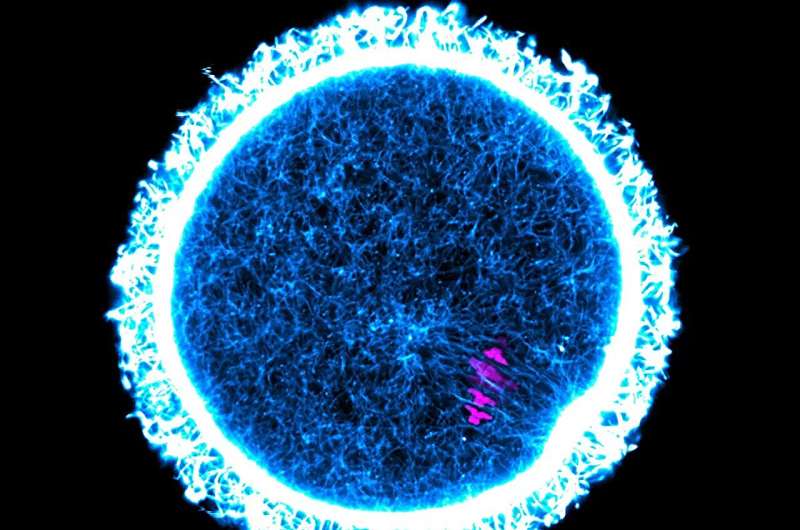 Egg cell maintenance: Long-lived proteins may be essential