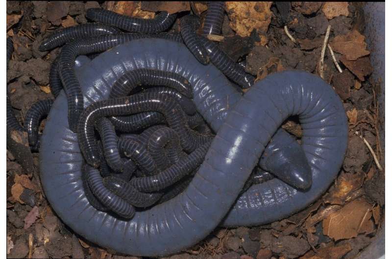 Egg-laying caecilian amphibians produce milk for their young