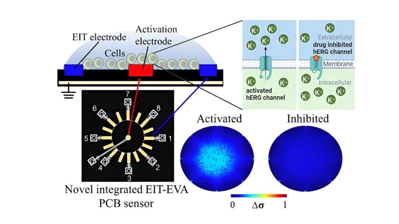 Electrical impedance tomography-extracellular voltage activation technique simplifies drug screening