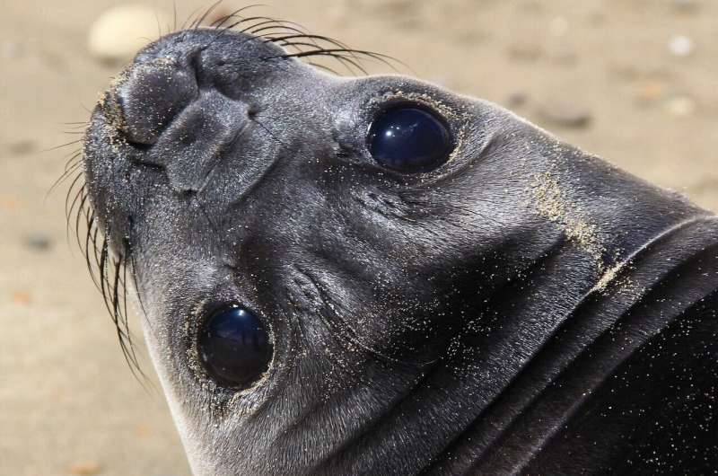 Elephant seal outbreak marks first transnational spread of highly pathogenic avian influenza in mammals