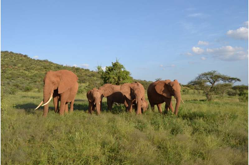 Elephants have names for each other like people do, new study shows