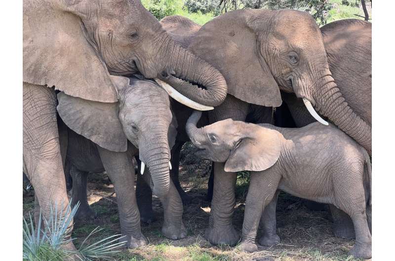 Les éléphants ont des noms les uns pour les autres, comme les humains, selon une nouvelle étude