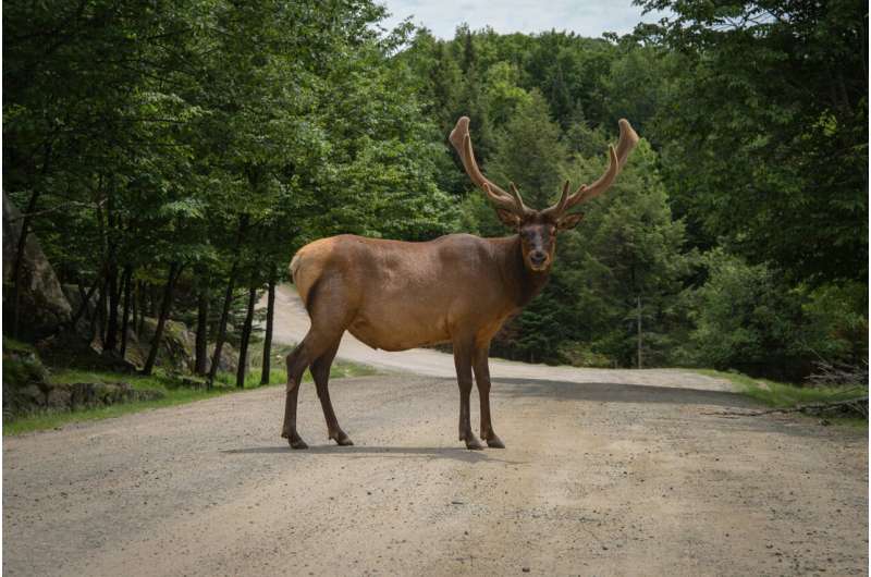 elk on road