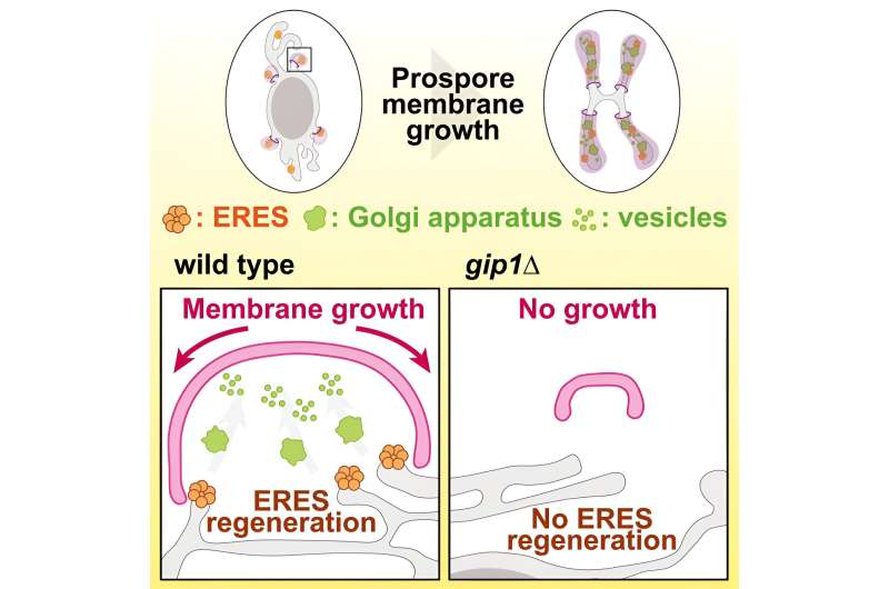 Elucidating the mechanism underlying de novo membrane formation during gametogenesis