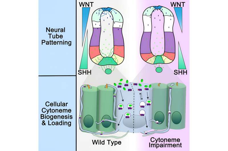 Elusive cytonemes guide neural development, provide signaling 'express route'