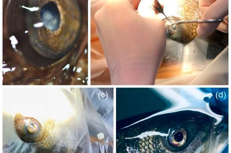 Endangered fish can live longer after cataract surgery