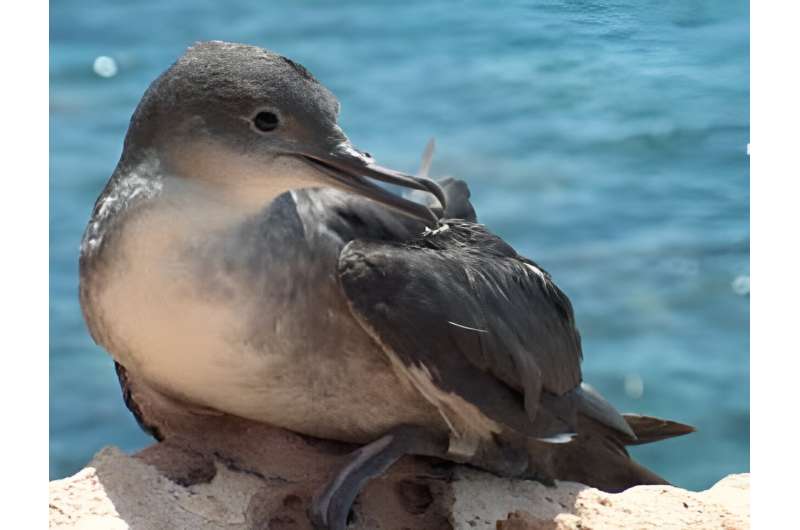Endangered seabird shows surprising individual flexibility to adapt to climate change