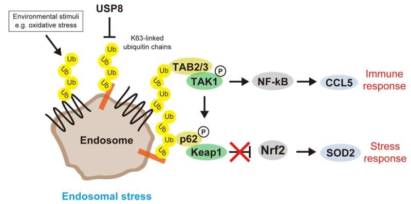 Endosomal stress, a newly defined organelle stress, induces inflammation via ubiquitin signaling