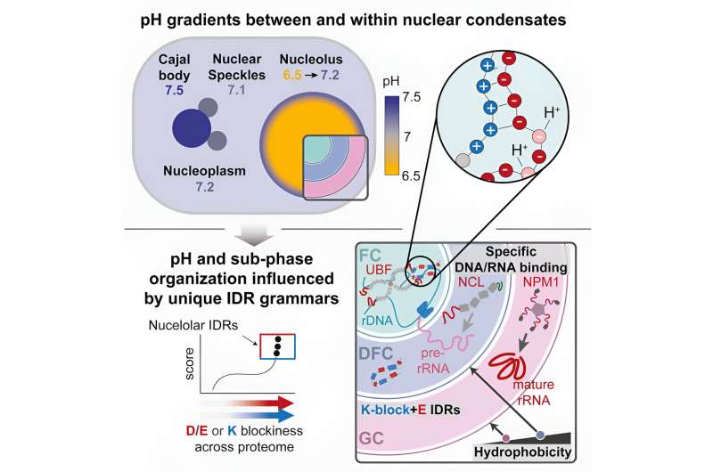 Engineers manage a first: Measuring pH in cell condensates