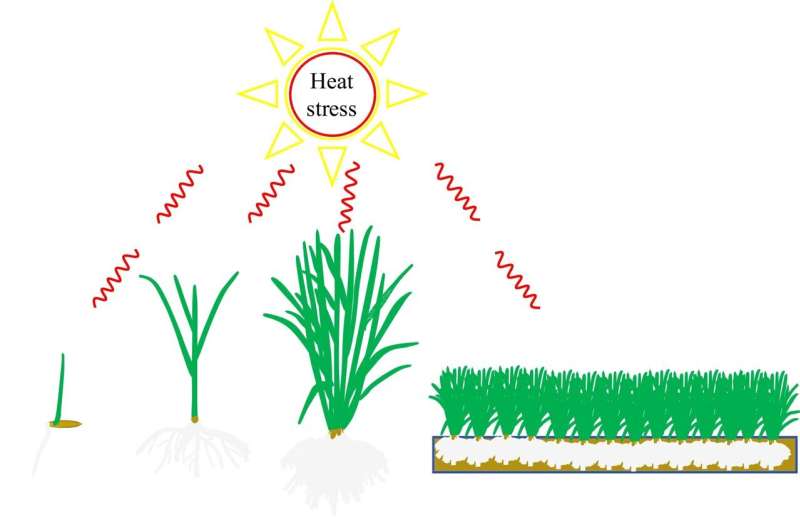 Enhancing heat tolerance in cool-season turfgrasses