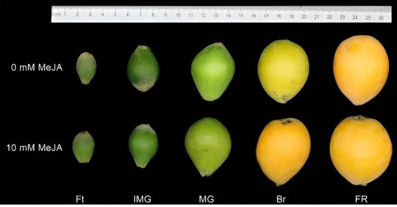 Enhancing loquat fruit quality with methyl jasmonate: A study on sugar metabolism and gene expression dynamics
