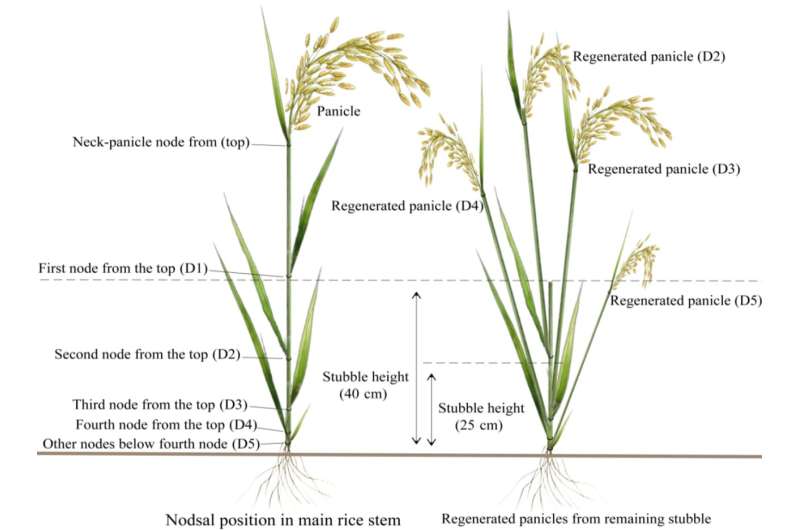 Enhancing ratoon rice yield and sustainability through innovative breeding and mechanization