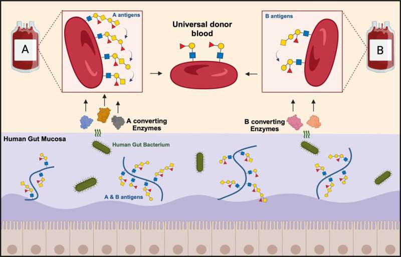 Enzymes open new path to universal donor blood