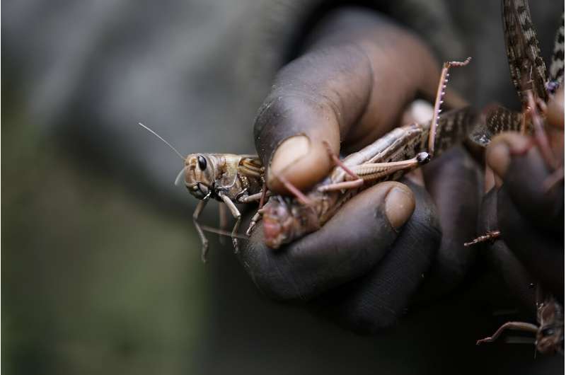 Erratic weather fueled by climate change will worsen locust outbreaks, study finds