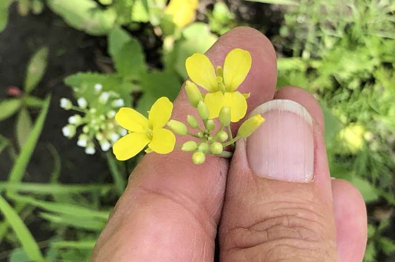 Escaped GMO canola plants persist long-term, but may be losing their extra genes