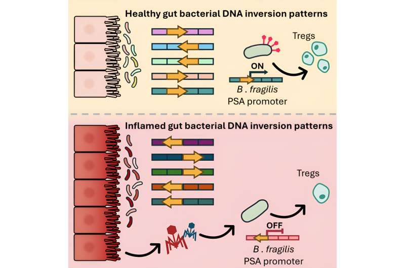 esearchers discovered that bacteria in the intestine are capable of changing their "software" in reaction to inflammation – which could have an impact on our immune system