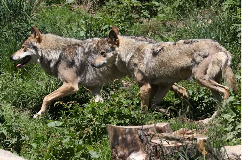 European grey wolves were pictured in 2015 in the Angles animal park in southwestern France