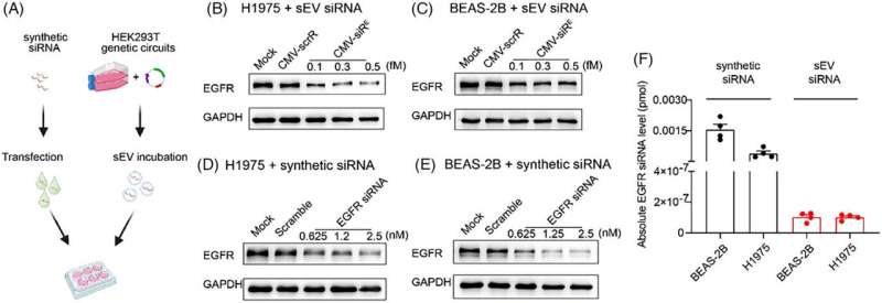 Evaluation of on- and off-target effects of self-assembled EGFR siRNA delivery system