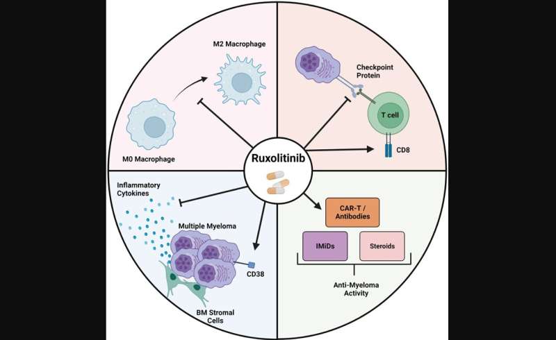Evaluation of ruxolitinib, a Janus Kinase inhibitor, in multiple myeloma
