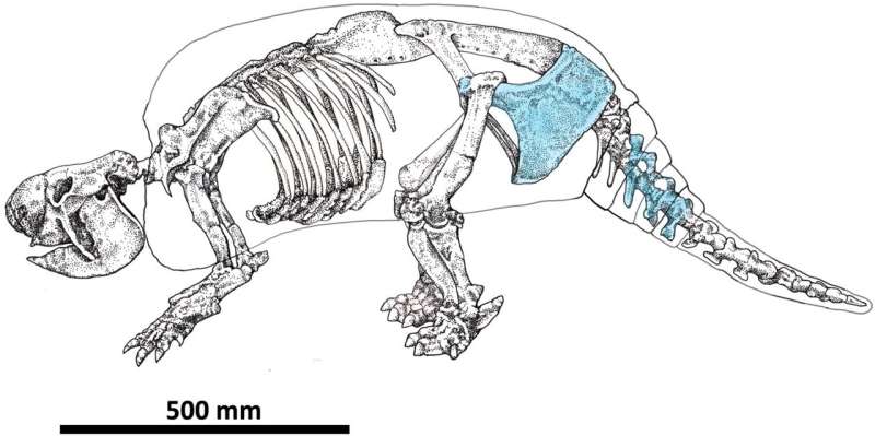 Evidence for butchery of giant armadillo-like mammals in Argentina 21,000 years ago