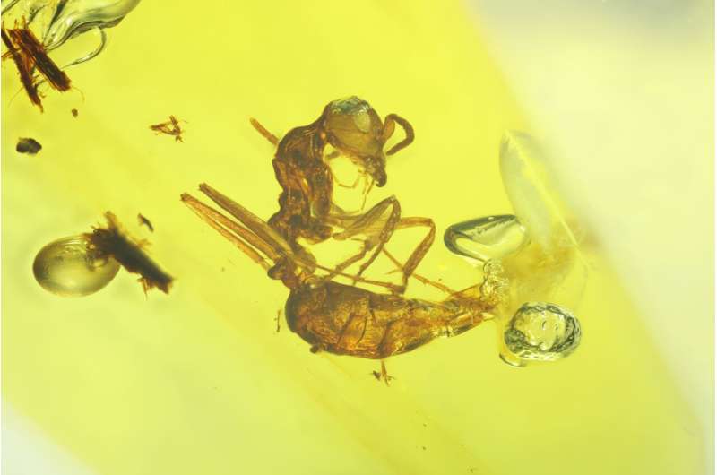 Evidence found of ants from millions of years ago, using same sensory organs as modern ants