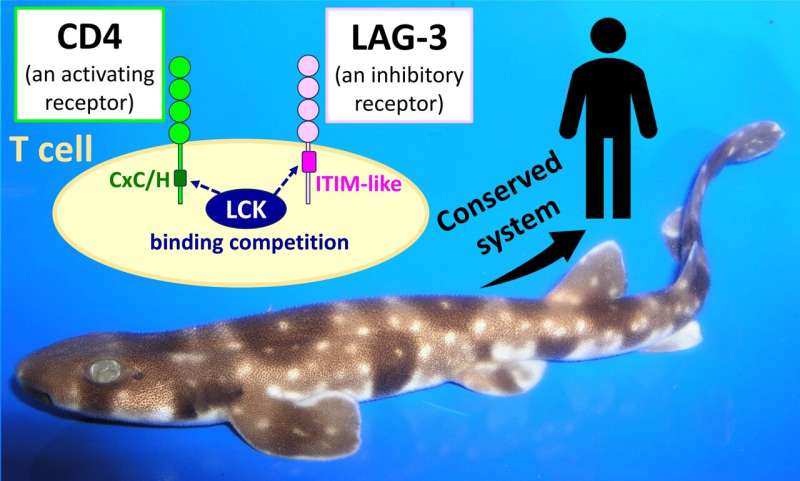 Evolutionary conservation of CD4 and LAG-3 and their cytoplasmic tail motifs with opposing immune functions: do we finally understand LAG-3?