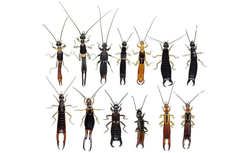 Evolutionary history of the formation of forceps and maternal care in earwigs
