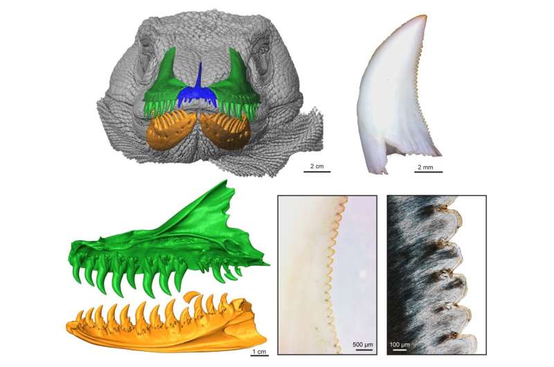 Exceptionally rapid tooth development and ontogenetic changes in the feeding apparatus of the Komodo dragon