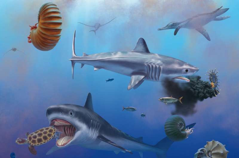 Exceptionally well-preserved shark fossils from the time of the dinosaurs identified in Mexico