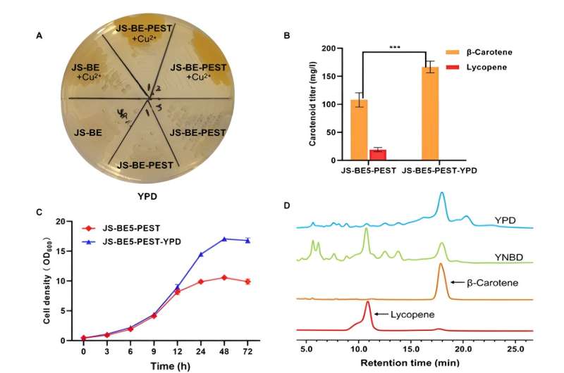 Expertly engineered saccharomyces cerevisiae yeast strain in the optimized production of carotenoids
