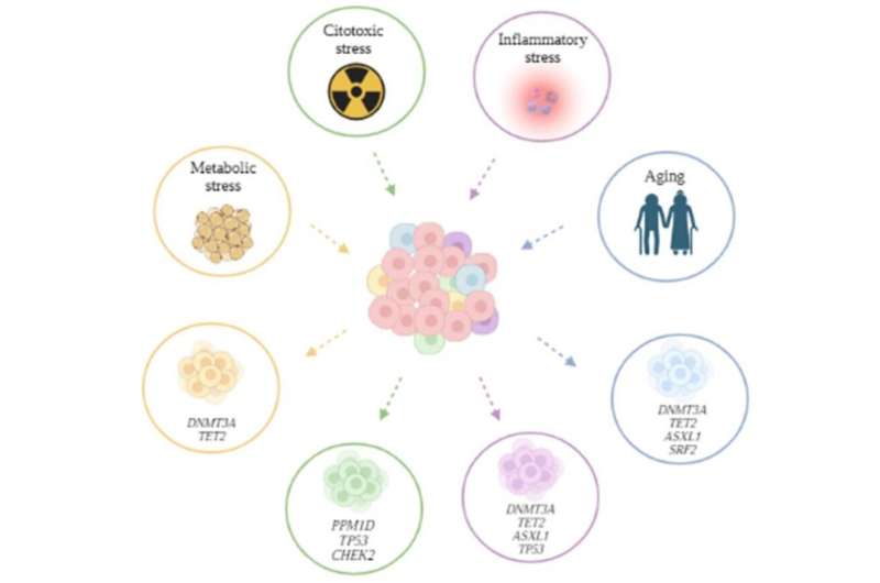 Exploring clonal hematopoiesis and its impact on aging, cancer, and patient care
