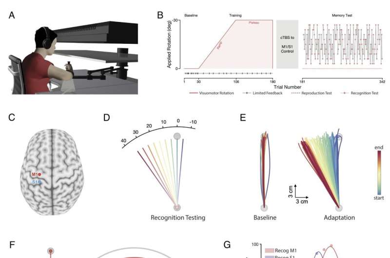 Exploring how the somatosensory cortex contributes to the encoding of newly learned movements