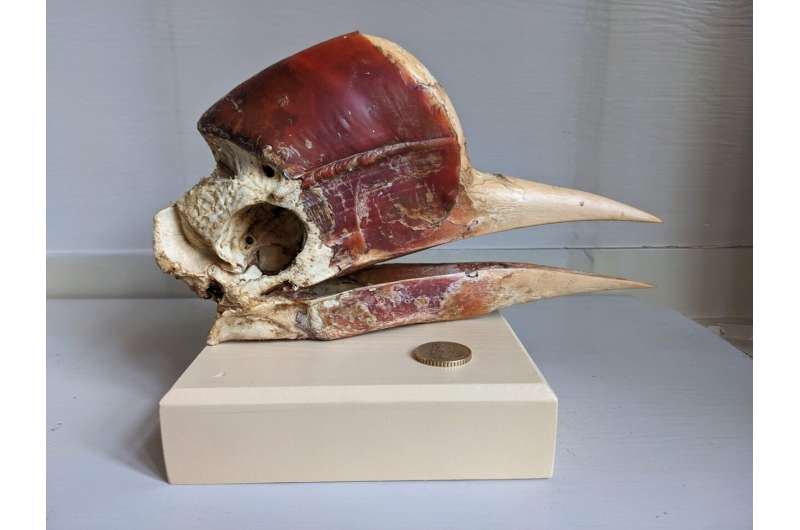 Exploring the casque anatomy of aerial jousting helmeted hornbills
