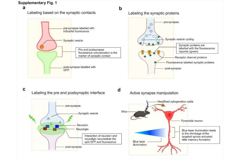 Exploring the frontiers of synaptic research with genetically encoded fluorescent tools