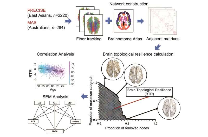Exploring the link between brain topological resilience and cognitive performance in the context of aging and vascular risk factors: A cross-ethnicity population-based study