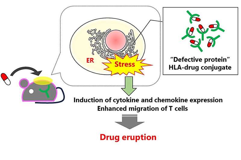 Exploring the mechanism behind drug eruptions in the skin