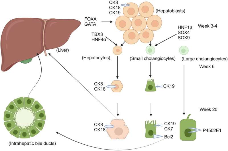 Exploring the pathogenesis of autoimmune liver diseases from the heterogeneity of target cells
