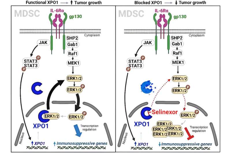 Exportin 1 governs the immunosuppressive functions of myeloid-derived suppressor cells in tumors