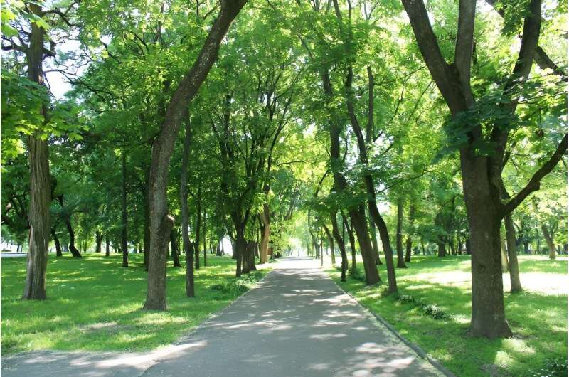 Exposure to green space boosts young children's bone mineral density
