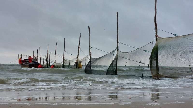 Extreme long-term research shows: Herring arrives earlier in the Wadden Sea due to climate change