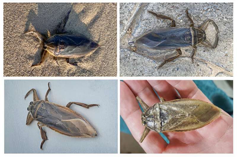 Eyes open and toes out of water: how a giant water bug reached the island of Cyprus