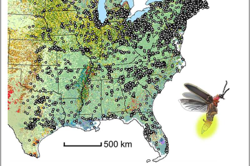 Fading lights: Comprehensive study unveils multiple threats to North America's firefly populations