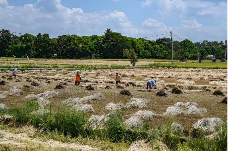 Farmers work in a rice field in Bulacan in the Philippines