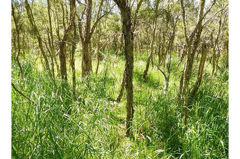 Farming at the edges of nature reserves is helping exotic species invade New Zealand