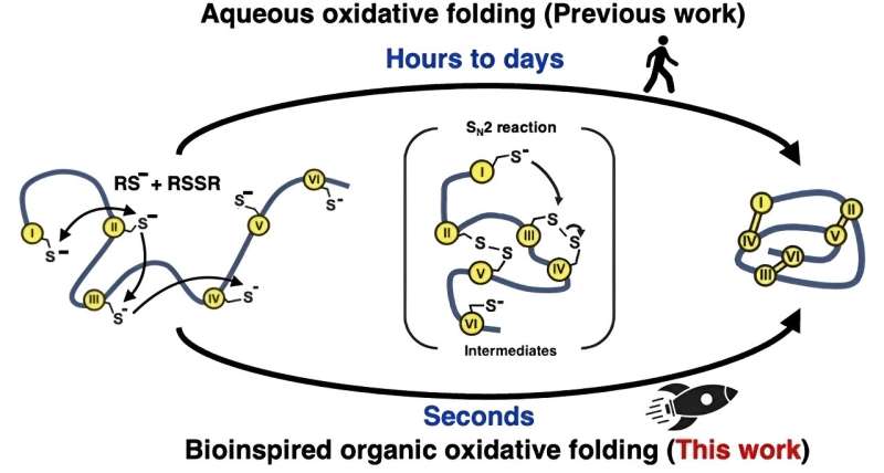 Fast folding for synthetic peptides and microproteins