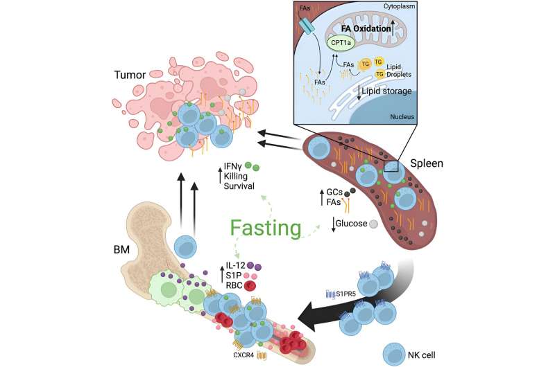 Fasting primes the immune system's natural killer cells to better fight cancer, new study in mice finds