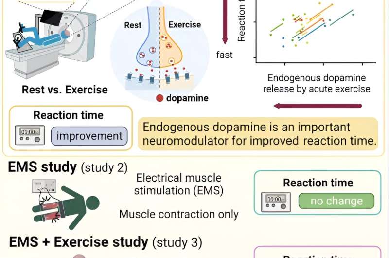 ''Feel good'' hormone could explain why exercise helps boost your brain
